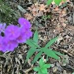 Phlox carolina Leaf