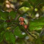 Guarea macrophylla Fruit