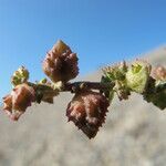 Atriplex glabriuscula Máis