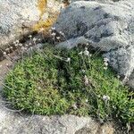 Silene saxifraga Hábitos