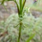 Habenaria galpinii Квітка