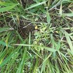 Ranunculus trilobus Blüte