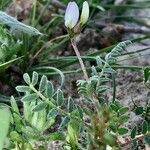 Astragalus stella 花