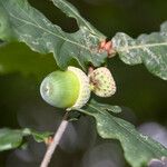 Quercus × rosacea Frukt