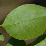 Elaeodendron curtipendulum Fuelha