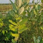 Calotropis gigantea Kabuk