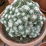 Mammillaria gracilis Hostoa