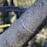 Prunus ilicifolia Bark