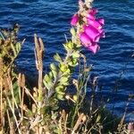 Digitalis thapsi Kwiat