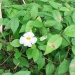 Thunbergia erecta Flor