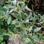 Searsia natalensis Leaf
