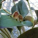 Pleurothallis maduroi Fruto