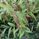 Chasmanthium latifolium Blatt