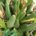 Coelogyne asperata Συνήθη χαρακτηριστικά