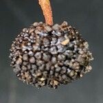 Guazuma ulmifolia Frucht