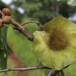 Pterocarpus angolensis Fruto