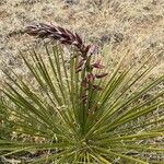 Yucca angustissima Flower