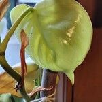 Philodendron hederaceum Blatt