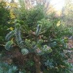 Araucaria araucana Blatt