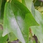 Acer buergerianum Blad