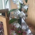 Dendrobium nobileЦветок