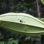 Miconia tschudyoides Leaf