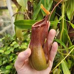 Nepenthes alata Інше