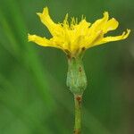 Scorzonera humilis Fula