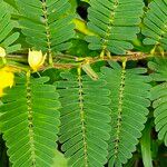 Chamaecrista nictitans Flower