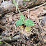 Goodyera schlechtendaliana Лист