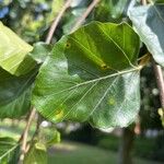 Fagus sylvaticaFolla