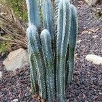 Pilosocereus leucocephalus Bark