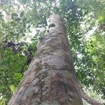 Dialium bipindense Rinde