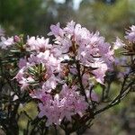 Rhododendron pubescens Flor