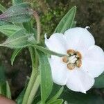 Trichodesma indicum Flower