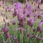 Lavandula pedunculata Blüte