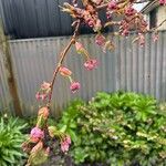 Prunus × subhirtellaFlor