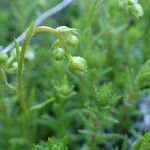 Saxifraga aspera Fruit