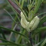 Podocarpus novae-caledoniae Blomma