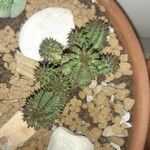 Euphorbia susannae Plante entière