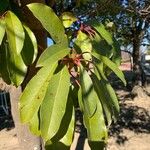 Daphniphyllum macropodum Φύλλο