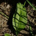 Ophioglossum vulgatum Natur