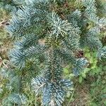 Abies lasiocarpa Likasa