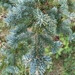 Abies lasiocarpa 葉