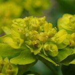 Euphorbia flavicoma Квітка
