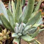 Dudleya edulis Yaprak