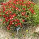 Drosanthemum speciosum Blüte