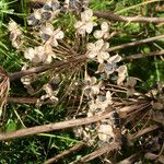 Allium tuberosum ফল