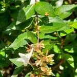 Abelia grandifolia Frunză