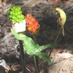 Arum idaeum Frucht